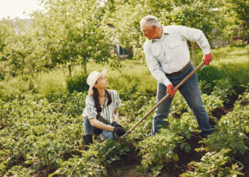 Agricultura Familiar no Distrito Federal: Sustentando a Segurança Alimentar