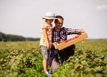 Agricultura Familiar no Distrito Federal: Garantindo a Segurança Alimentar